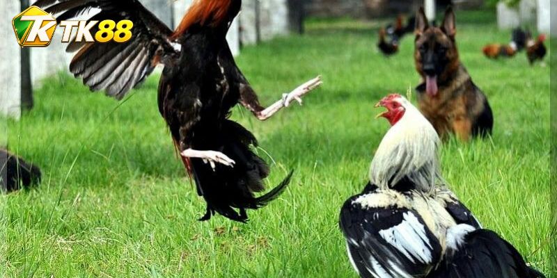 Lịch Đá Gà Sidney Hatch phân tách từng phiên đấu